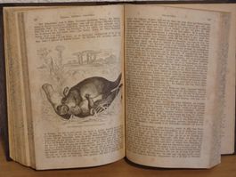 Antik  "Brem`s Illustriertes Thierleben", 1860